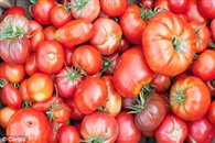 tomatoes2