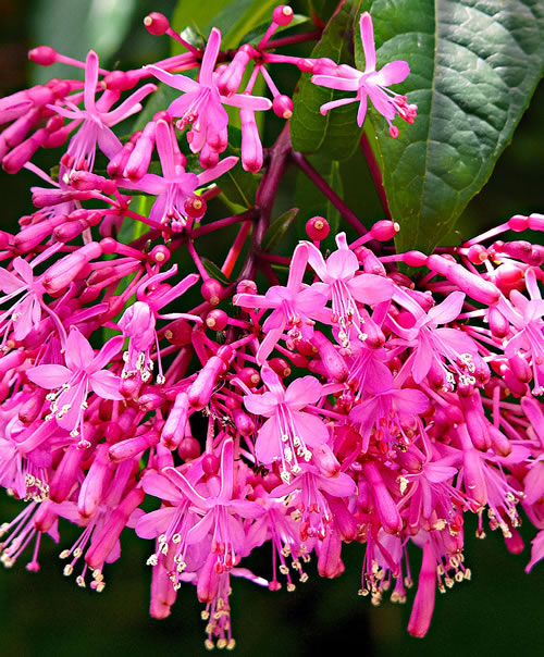 Fuchsia Censation